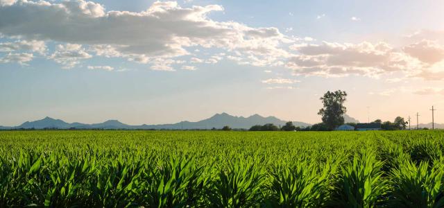 Green Corn Field at Daytime in Arizona